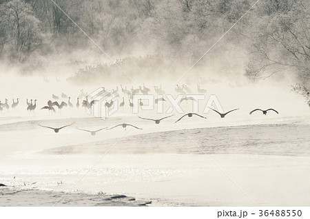 樹氷に囲まれたねぐらから飛び立つタンチョウ（北海道・鶴居） 36488550