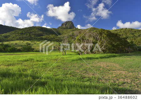 アジア人 アジアン アジア風 36488602