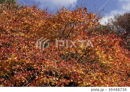 大木楓　紅葉 36488736