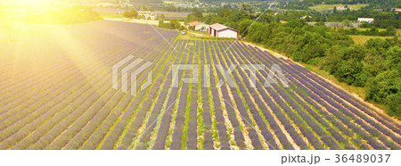 Lavender Field in Provence, France Lavender Field in Provence, France 36489037
