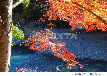 【東京都】紅葉の御岳渓谷 36489739
