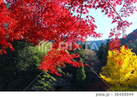 【東京都】御岳渓谷の紅葉 【東京都】御岳渓谷の紅葉 36489844