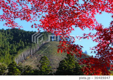 【東京都】御岳渓谷の紅葉 【東京都】御岳渓谷の紅葉 36489847