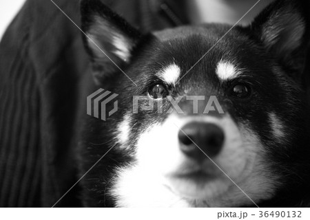 真顔の黒柴犬 真顔の黒柴犬 36490132