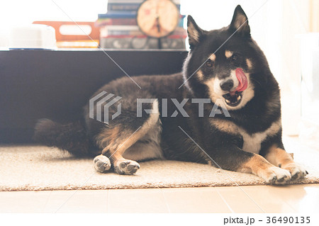 ベロを出した黒柴犬 36490135