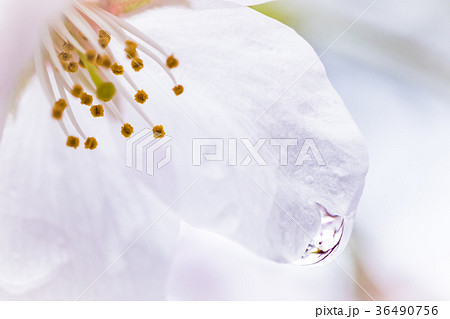 桜 桜 36490756