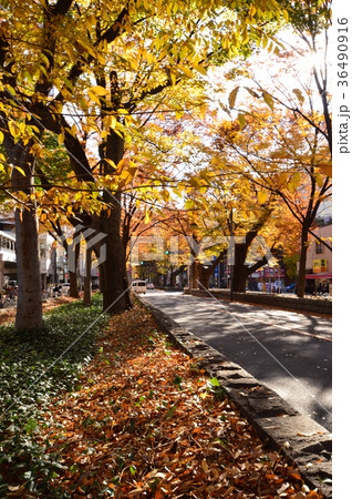 馬場大門ケヤキ並木　府中市 36490916