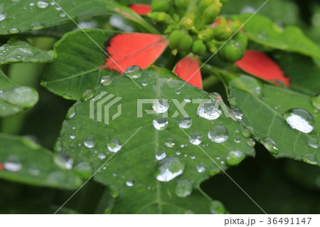 雨の日のサマーポインセチアの写真素材