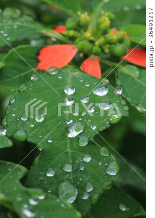 雨の日のサマーポインセチア 36491217