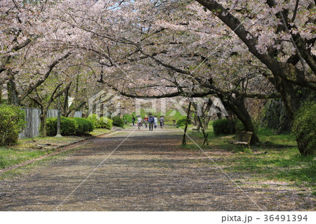 福岡城跡　桜街道 36491394