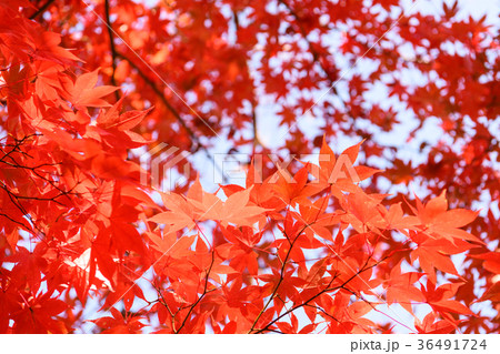 もみじの紅葉 36491724