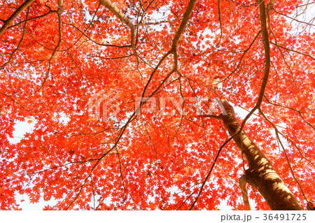 もみじの紅葉 36491725