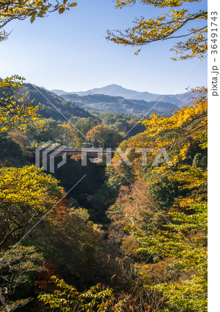 雪割橋の紅葉 36491743