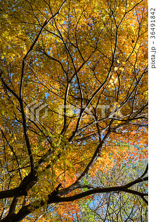 もみじの紅葉 もみじの紅葉 36491842