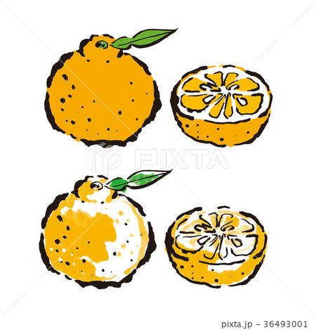 デコポンのイラスト素材