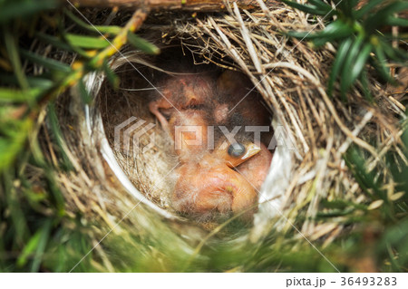 Small birds in the nest Small birds in the nest 36493283