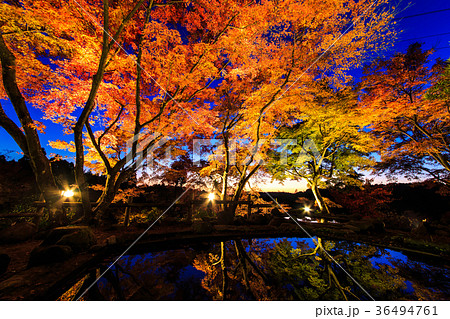 三十路苑の紅葉　ライトアップ　雲仙市小浜町　池に映る紅葉 36494761