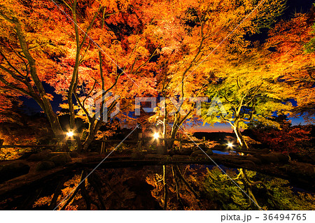 三十路苑の紅葉 ライトアップ 雲仙市小浜町 池に映る紅葉 三十路苑の紅葉 ライトアップ 雲仙市小浜町 池に映る紅葉 36494765