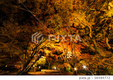 三十路苑の紅葉 ライトアップ 雲仙市小浜町 三十路苑の紅葉 ライトアップ 雲仙市小浜町 36494772