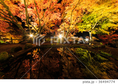 三十路苑の紅葉 ライトアップ 雲仙市小浜町 池に映る紅葉 三十路苑の紅葉 ライトアップ 雲仙市小浜町 池に映る紅葉 36494774