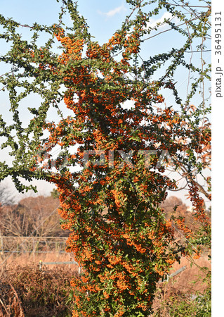 ピラカンサ 36495131