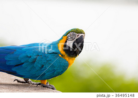 Blue macaw parrot Blue macaw parrot 36495148