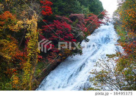 【紅葉見頃】湯滝の紅葉（湯の湖） 36495375