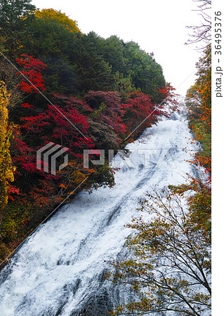 【紅葉見頃】湯滝の紅葉（湯の湖） 36495376