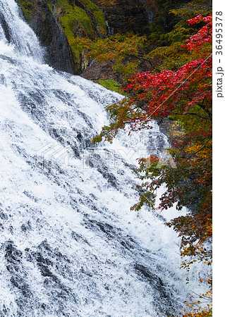 【紅葉見頃】湯滝の紅葉（湯の湖） 36495378