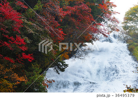 【紅葉見頃】湯滝の紅葉（湯の湖） 36495379