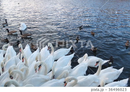 白鳥の群れ（Windsor） 36496023