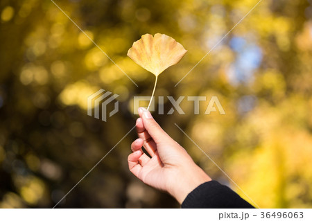 Yellow ginkgo leaves on hand Yellow ginkgo leaves on hand 36496063