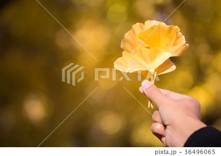 Yellow ginkgo leaves on hand 36496065