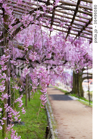 半木の道 - 枝垂れ桜 36496080