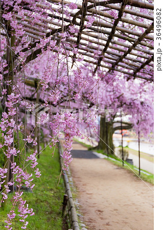 半木の道 - 枝垂れ桜 半木の道 - 枝垂れ桜 36496082