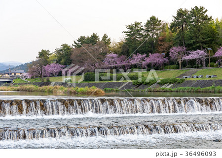 半木の道 - 枝垂れ桜 半木の道 - 枝垂れ桜 36496093