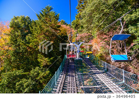 紅葉した高尾山にリフトで登る 36496405