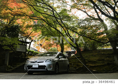 秋のプリウス 36496461
