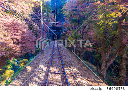 紅葉した高尾山中を走るケーブルカー 紅葉した高尾山中を走るケーブルカー 36496578