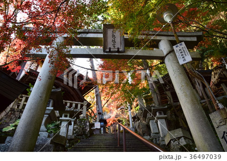 太郎坊の紅葉 太郎坊の紅葉 36497039