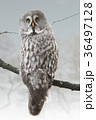 Owl in snowy forest. 36497128