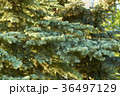 Sunny coniferous forest. 36497129