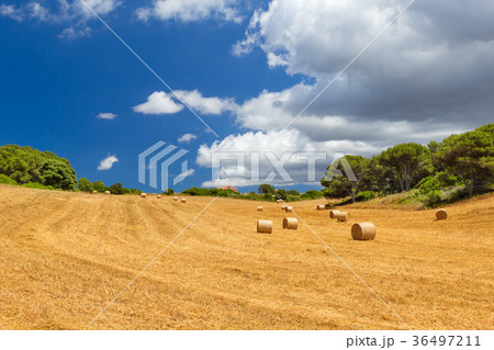 Sunny field with hay bales Sunny field with hay bales 36497211