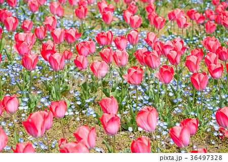 満開のチューリップ 背景素材 千葉県千葉市中央区青葉の森公園 の写真素材