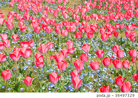 満開のチューリップ 背景素材 千葉県千葉市中央区青葉の森公園 の写真素材