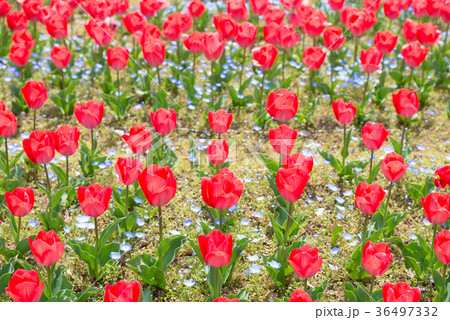 満開のチューリップ 背景素材 （千葉県千葉市中央区青葉の森公園） 36497332