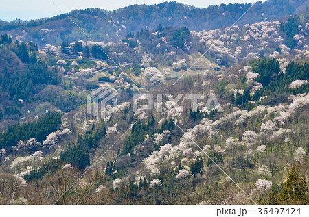 信州の風景　陸郷の山桜　長野県池田町 36497424