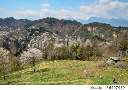 信州の風景　陸郷の山桜　長野県池田町 36497430