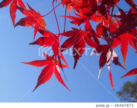 紅葉 36497873