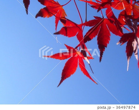 紅葉 36497874